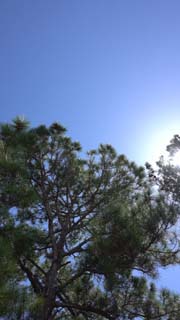 Sun in tree tops